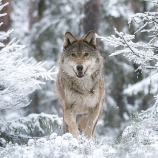 Логотип @mikhailezdakov - Фотограф природы Михаил Ездаков
