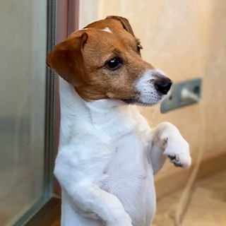 Логотип @mikkidog - Профессионально о собаках