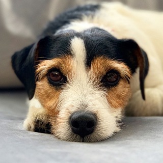 Логотип @mikkidogchat - Профессионально о собаках Chat