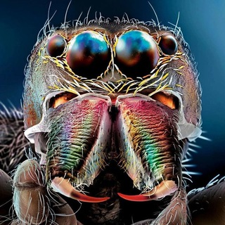 Логотип @mikromirtg - МикроМИР 🌍