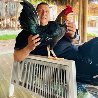 Логотип @mil604 - Gallos Los Arieles