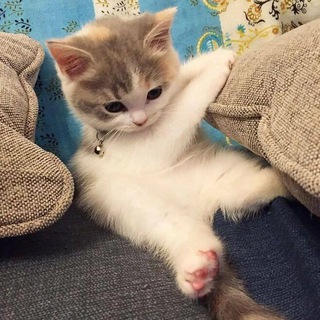 Логотип @milashkikotia - Пушистые котятки ∧,,,∧