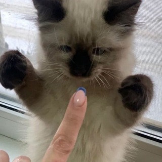 Логотип @milashkini - Котики