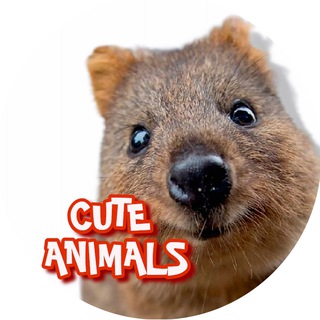 Логотип @milashniezhivotnie - Cute Animals