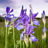 Логотип @milbuz_sergei - Жизнь невозможно повернуть назад!