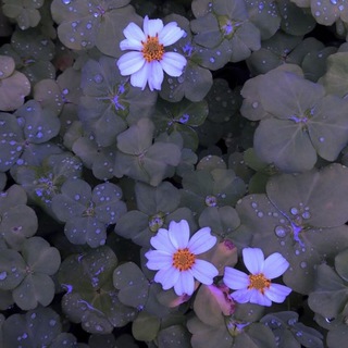 Логотип @milefrases_2021doll - 🦋Beautiful Life🦋🍀