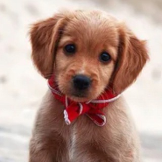 Логотип @milieschenyata - Милые щенята🐶