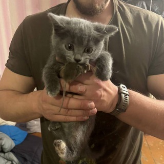 Логотип @militarycats - Котики и Кощьки Tactical