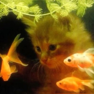 Логотип @milkaartchanell - 𐌑ᥙ᧘κᥙнᥴ κᥲнᥲ᧘ · ୨୧ ·