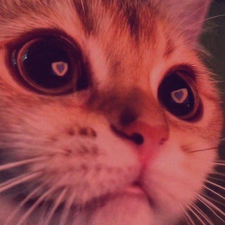 Логотип @milkotak - Милые котики💞