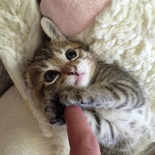 Логотип @milkotiki123 - Котики123