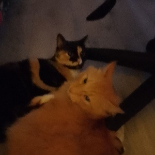 Логотип @milktoca0chat - 🎅🏻 Чат общения 🎄