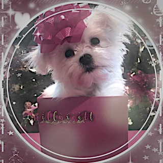 Логотип @millyxeatt - ˗ˏˋ𝒽ℯ𝓁𝓅 ’ясяш ✧₊୨