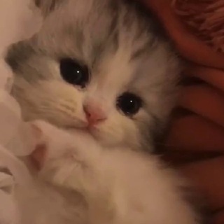 Логотип @milo4ka1337 - притон мило4ки🎀