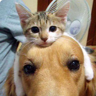 Логотип @milota_daily - Милота ☺️