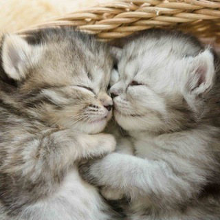 Логотип @milota_kotiki - Котики муркотики