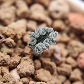 Логотип @mimamu_plants - Mimamu_plants