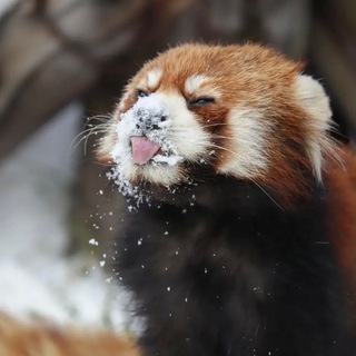 Логотип @mimi_animal - Мимимишки | канал о животных