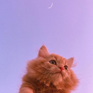 Логотип @mimi_cuteee - mimi