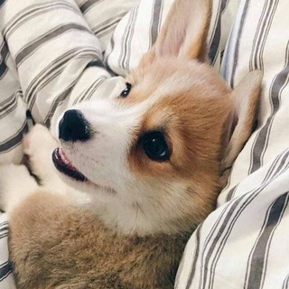 Логотип @mimi_pets - mimi pets