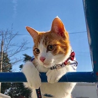 Логотип @mimianimals - В мире животных 🐯🐒🐨🐼(Коты, собаки)