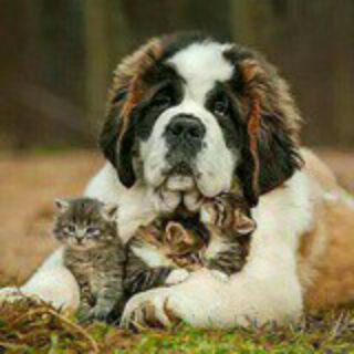 Логотип @mimidogcat_chat - Кошки Собаки Chat