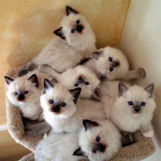 Логотип @mimikoshki - МиМиКош 🐾 Кошки🐱Котики🐱Котята