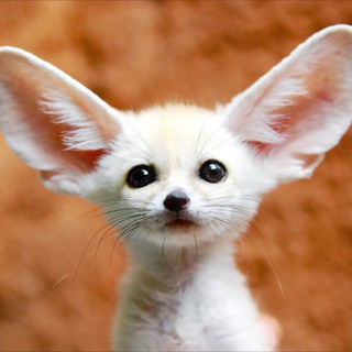 Логотип @mimimi_world - Мимими со всей Земли