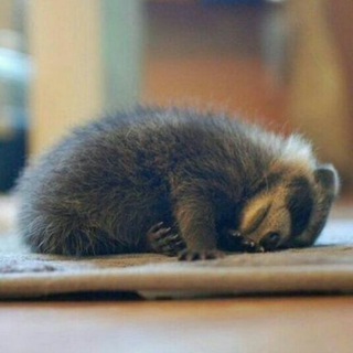 Логотип @mimimianimal - Mimimi animals