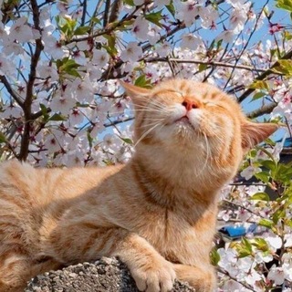 Логотип @mimimichannel - Мимишности канал🐾