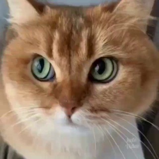 Логотип @mimivideo - Mimivideo