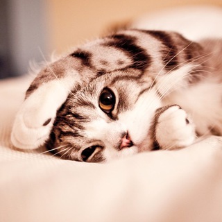 Логотип @minecats - Мои кошки🐱