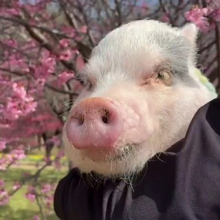 Логотип @mini_piggy - Свинятор 🐽 Piggy Минипиги Minipiggy Поросята