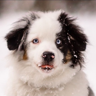 Логотип @miniaussie_jack - Мой мраморный Джек