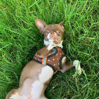 Логотип @minipeka_dog - жизнь минипеки🌍