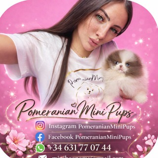 Логотип @minipupspomeranian - PomeranianMiniPups