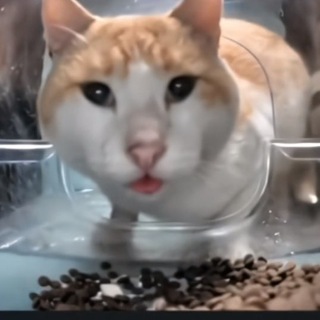 Логотип @minori_are - HELLO STREET CAT🕊️ || Россия