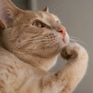 Логотип @miomaomurr - Мысли животных 😺💬