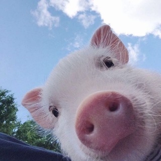 Логотип @mipigs - минипижики ♥️