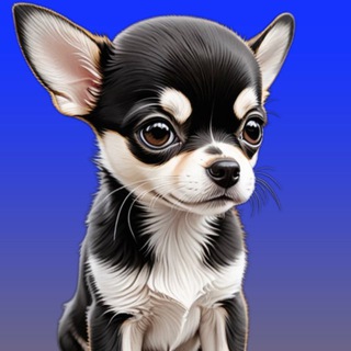 Логотип @mir_chihuahua - Мир чихуахуа @Elvira_chihuahua