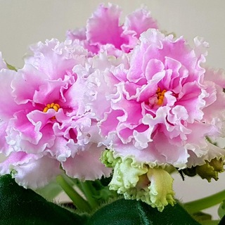 Логотип @mir_fialki - ФиалкоМания