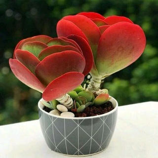 Логотип @mir_pozitiva - ❤️🌹Мир Позитива🎉🎇Вдохновение🌹❤️