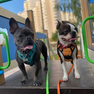 Логотип @mira4kassss - sᴘᴀɪᴋ&ᴏsᴄᴀʀ ᵈᵒᵍˢ