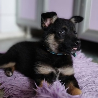 Логотип @mira_dog18 - Мира Дог