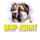 Логотип @mirazait - mirazait