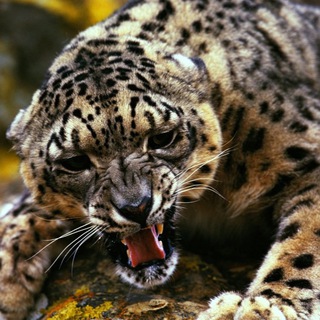 Логотип @mirgivotnih - Дикий мир 🦧