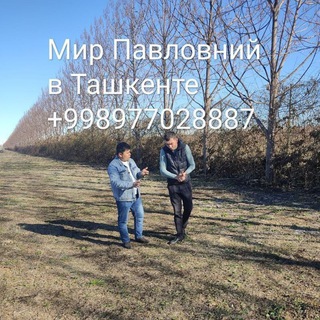 Логотип @mirpavlovniy - Павловния Оригинал в Ташкенте Нам уже 17 лет