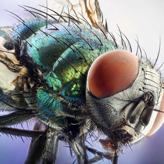 Логотип @mirpodmikroskop0m - Мир под Микроскопом