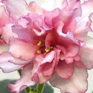 Логотип @mirsenpolij23 - Цветочек