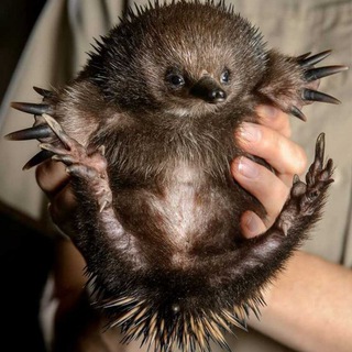 Логотип @mirzhivo - Животные нашего мира |Природа